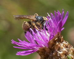 Halictus quadricinctus