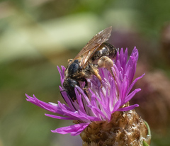 Halictus quadricinctus