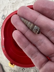 Terebrinae