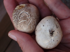 Handkea fumosa