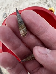 Terebrinae
