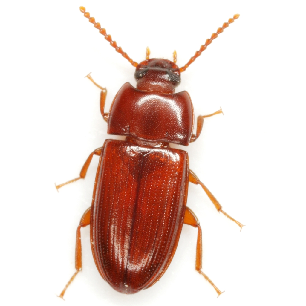 Sitophagus hololeptoides