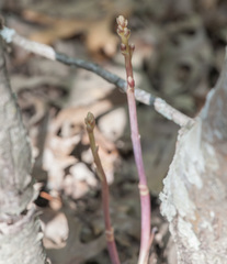 Bletia nitida