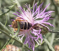 Halictus quadricinctus