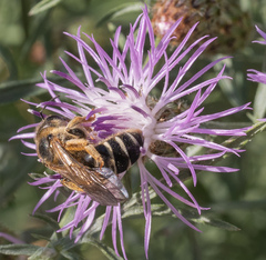 Halictus quadricinctus