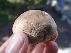 Handkea fumosa