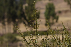 Citharexylum herrerae
