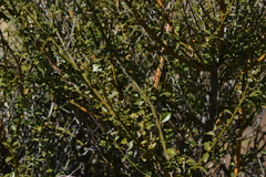 Citharexylum herrerae