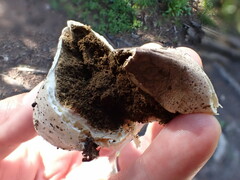 Handkea fumosa