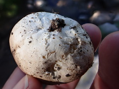 Handkea fumosa