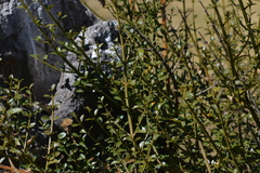 Citharexylum herrerae
