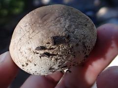 Handkea fumosa