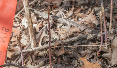 Bletia nitida