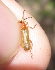 Cantharis cryptica