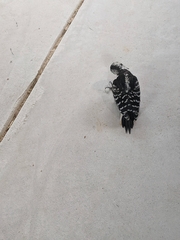 Yungipicus canicapillus