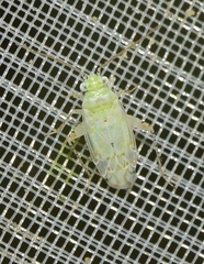 Atomoscelis onusta