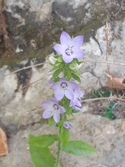 Campanula peregrina