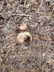 Geastrum tenuipes