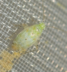 Atomoscelis onusta