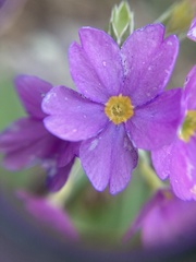 Primula rusbyi