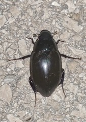 Hydrophilus piceus