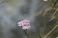 Achillea roseo-alba