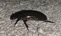 Hydrophilus piceus