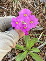 Primula rusbyi