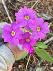 Primula rusbyi