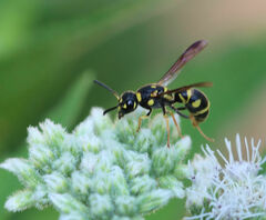 Parancistrocerus fulvipes