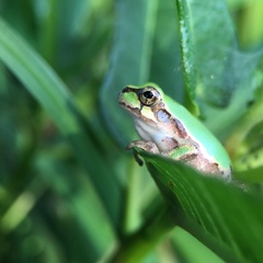Hyla japonica