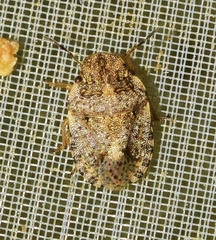 Sciocoris pallens
