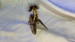 Dudusa sphingiformis