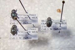 Graphops comosa
