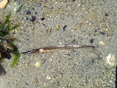 Aulorhynchus flavidus