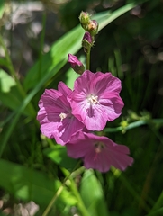 Sidalcea neomexicana