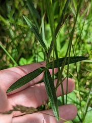 Sidalcea neomexicana