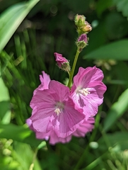 Sidalcea neomexicana