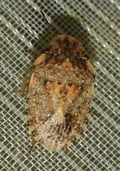 Sciocoris pallens