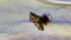 Dudusa sphingiformis