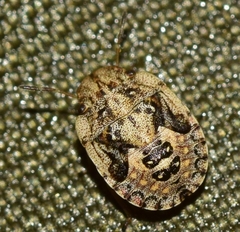 Sciocoris pallens