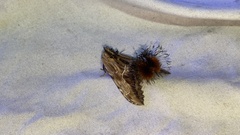 Dudusa sphingiformis