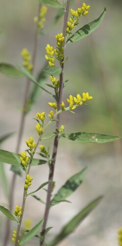 field goldenrod