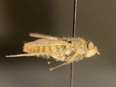 Thereva unica