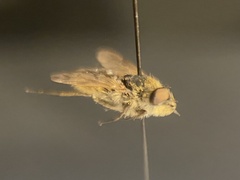 Thereva unica