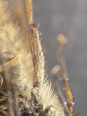 Thereva unica