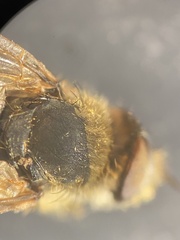 Thereva unica