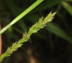 Carex strigosa