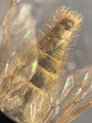 Thereva unica