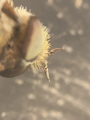 Thereva unica